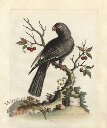 Edwards Parrot 14.jpg